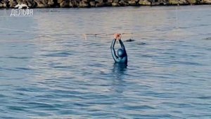 Центр спасения дельфинов "Дельфа"