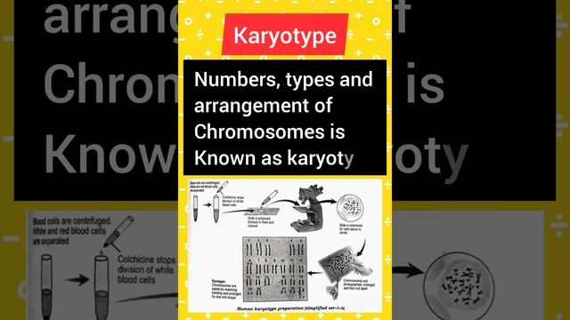 Definition of Karyotype