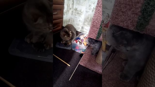 Игрушки для кошек