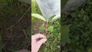 Как рассаживать жимолость.