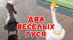 Гуси, гуси! Га-га-га! #гуси