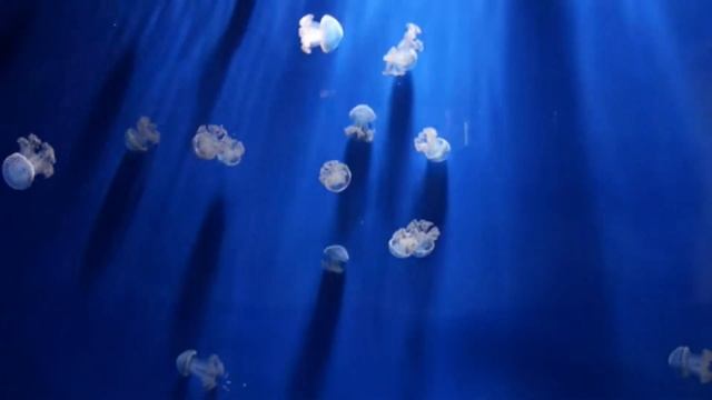 Cnidaria смотреть онлайн
