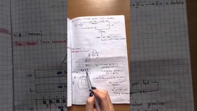 Өткізгіш жолдар. Афферентті және Эфферентті жолдар