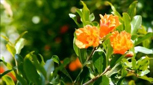 SAMSUNG NX LENS 50-200 mm OIS III TEST