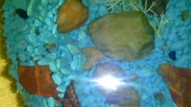 Видео мальки гуппи. смотреть онлайн