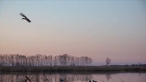 Эту охоту я запомню надолго! Потрясающая охота на нырков 💥