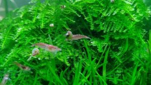 Мой Креветочник