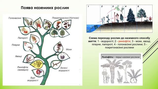 17.  ОСОБЛИВОСТІ БУДОВИ, ФУНКЦІОНУВАННЯ ТА ЕВОЛЮЦІЇ РОСЛИН / Біологія і екологія