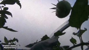 ТОМАТ ЯПОНСКИЙ КРАБ. Очень вкусный сорт.