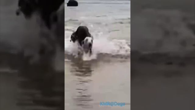 Турист в отпуске, первый день на море🏖😂 ( видео про собак )