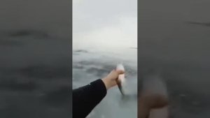 Селёдка на нересте