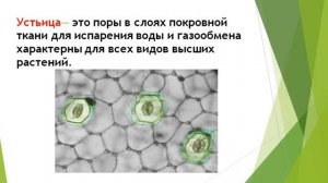 БОТАНИКА. Ткани растений
