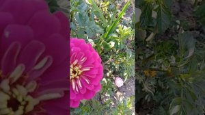 Чудо селекции-цинии, астры уже не такие простушки