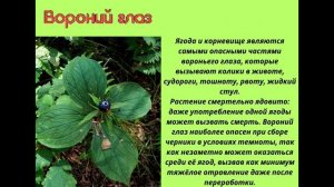 Ядовитые растения Беларуси