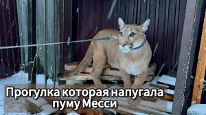 Прогулка которая напугала пуму Месси