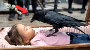 Мистическое явление: ворона на похоронах девочки шокировала присутствующих!