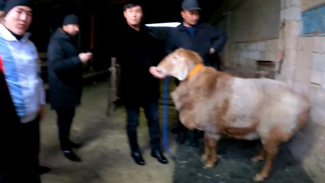 МИЯТХАН АҒАНЫҢ ГИССАР ҚОШҚАРЛАРЫ 187 КГ-ШАТАҚ/БАЗАР КЗ