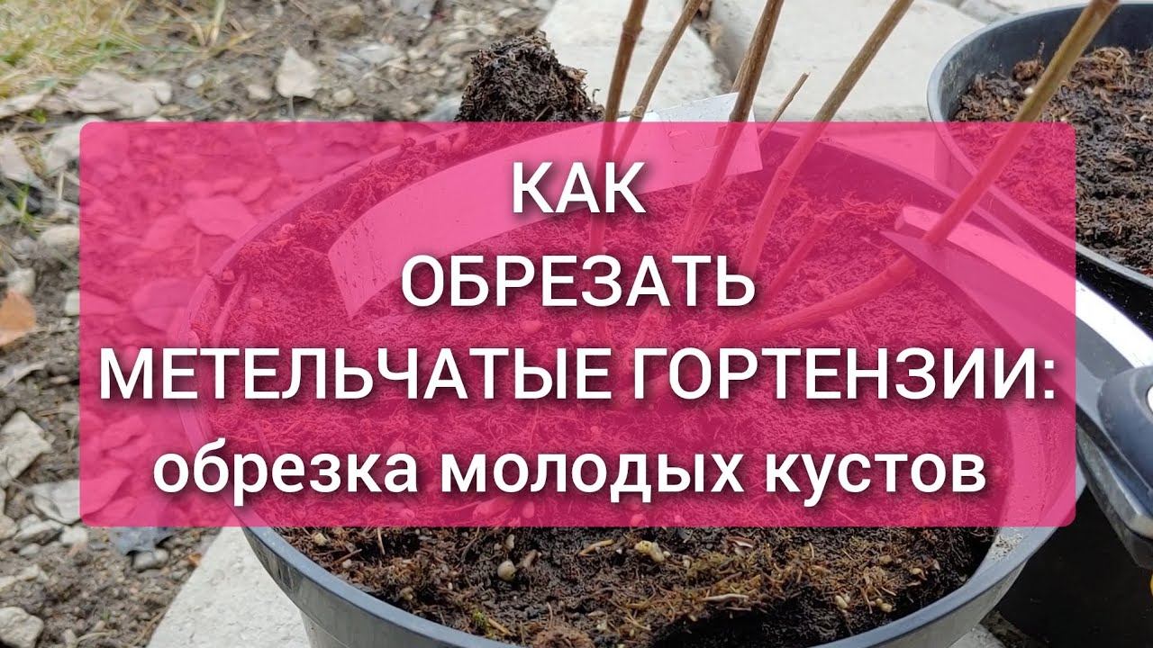 Как обрезать метельчатые гортензии. Обрезка молодых саженцев метельчатой гортензии