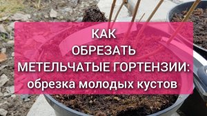 Как обрезать метельчатые гортензии. Обрезка молодых саженцев метельчатой гортензии
