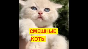 ПРИКОЛЫ С КОТАМИ! ОЧЕНЬ СМЕШНО! КОТИКИ.