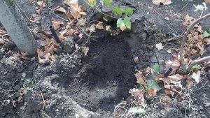 Осеннее внесение перегноя и золы под виноградные кусты