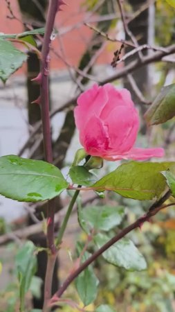 Краснодар в конце ноября, осень, +4°. Природа. Цветы, роза, опавшие листья 🌿🍁