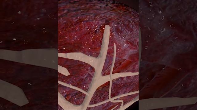 Placenta ( 3D Animation)