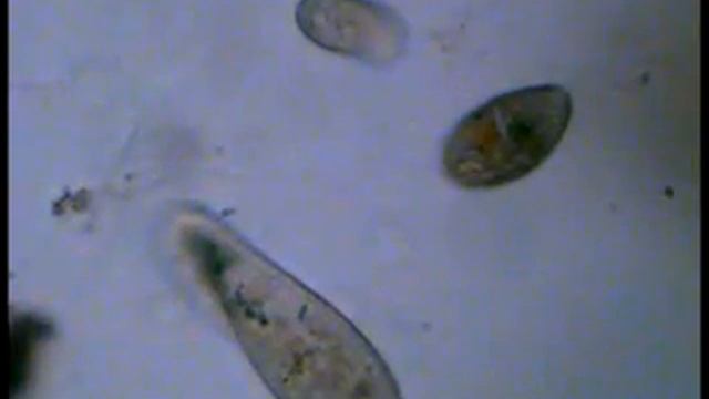 Экзоцитоз инфузории paramecium.flv смотреть онлайн
