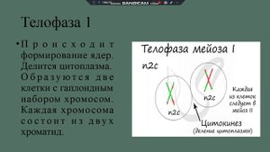 Мейоз. Фазы мейоза. Сравнение митоза и мейоза