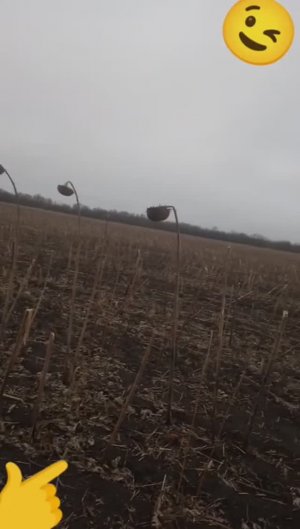 Подсолнечник хожу смотрю ищю