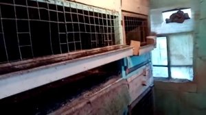 Точные размеры клеток в евро курятнике. Подготовка курятник к зиме