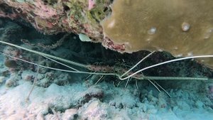 ► Gangehi Island Resort Maldives