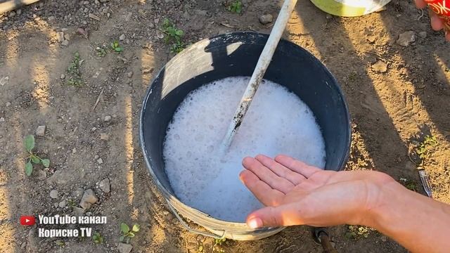 Мені допоміг відразу від білокрилки дієвий народний засіб без хімії