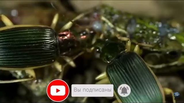 ЖУК ЛЯГУШКОЕД / ЖУЖЖЕЛИЦА ЭПОМИС смотреть онлайн