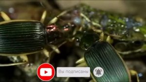 ЖУК ЛЯГУШКОЕД / ЖУЖЖЕЛИЦА ЭПОМИС