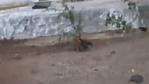 Петушиные бои Недетские бои молодых петушков