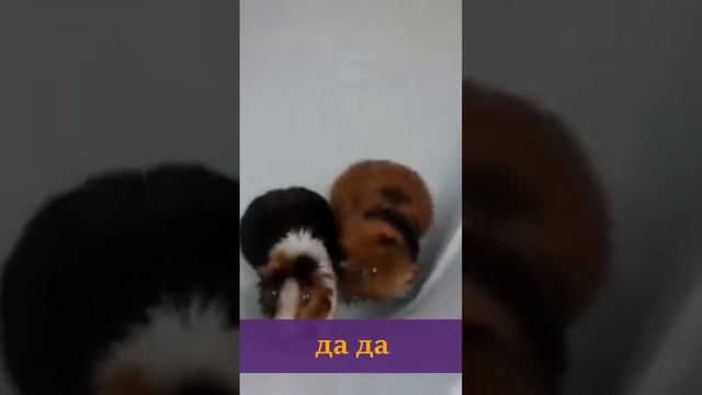Интересные факты 2  #любопытныефакты #неожиданныефакты #образовательноевидео  #интересныефакты