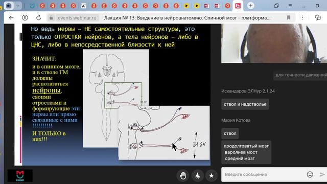 Лекция Введение в нейроанатомию  Спинной мозг