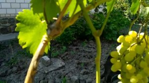 Виноград Лора . 3-й год. Урожай 2017г.