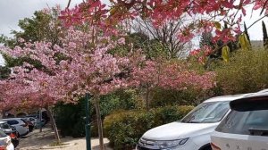 Баухиния или Орхидейное дерево цветёт сейчас в Израиле