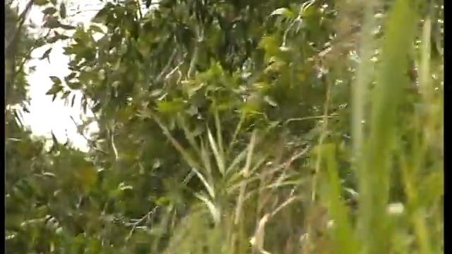 Peatlands in Viet Nam - U Ming Thuong смотреть онлайн