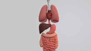 Она управляет твоими органами автономно. Вегетативная нервная система.