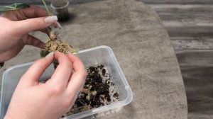 Пересадка алоказии на фитильный полив и результат спустя месяц/ Пересадка филодендрона