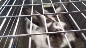 Видео отчёт. Три месяца кролиководства. Гибриды Бабочки, шиншиллы и т. д...