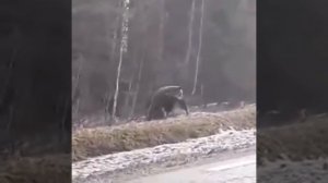 Медведь напал на лося новинка 2021