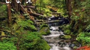 Дедюля**Сатиновые берега**