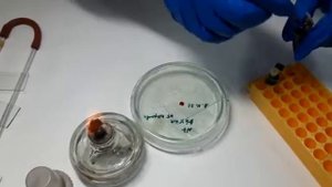 Окрашивание микропрепарата