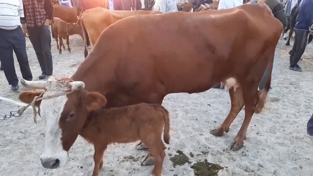 Ona bola sigir va bug‘oz sigir narxlari buxoro kogon mol bozor narxlari