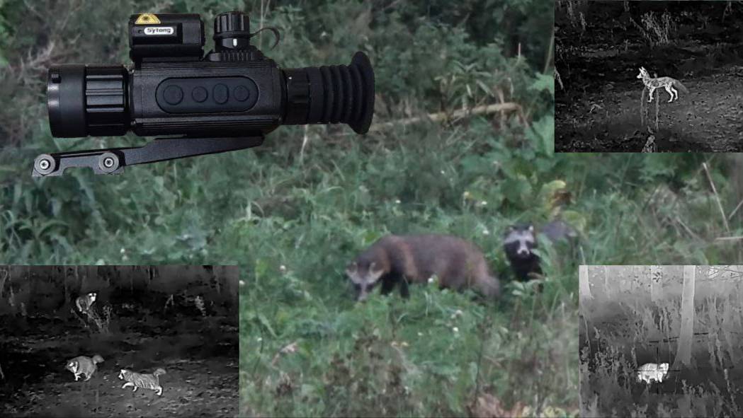 Охота на енотовидную собаку в целях регулирования численности хищника! смотреть онлайн