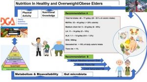 Nutrition (Lipid/Fat) in Healthy and Overweight/Obese Elders